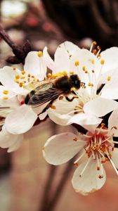 Preview wallpaper bee, flower, branch