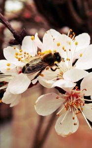 Preview wallpaper bee, flower, branch