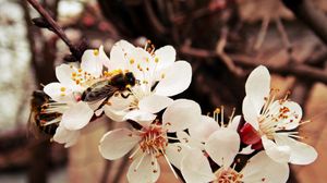 Preview wallpaper bee, flower, branch