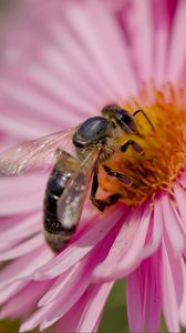 Preview wallpaper bee, flower, field, pollen