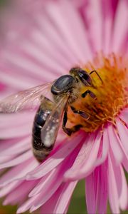 Preview wallpaper bee, flower, field, pollen