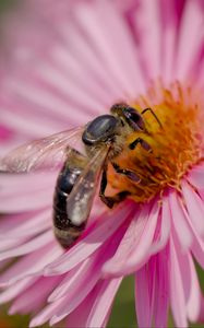 Preview wallpaper bee, flower, field, pollen