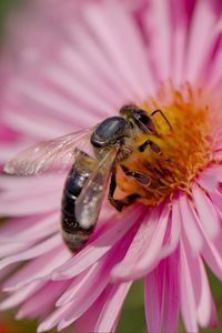 Preview wallpaper bee, flower, field, pollen