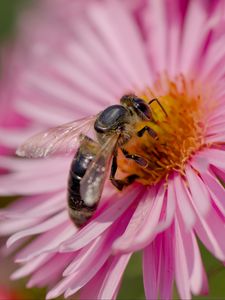 Preview wallpaper bee, flower, field, pollen