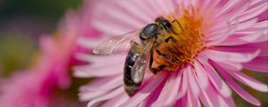 Preview wallpaper bee, flower, field, pollen