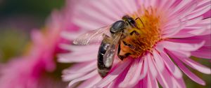 Preview wallpaper bee, flower, field, pollen