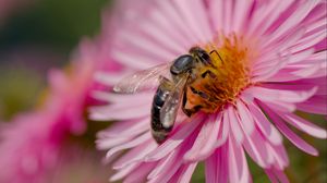 Preview wallpaper bee, flower, field, pollen