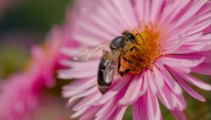 Preview wallpaper bee, flower, field, pollen