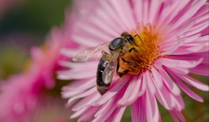 Preview wallpaper bee, flower, field, pollen
