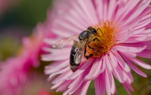 Preview wallpaper bee, flower, field, pollen