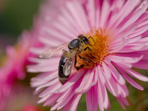 Preview wallpaper bee, flower, field, pollen