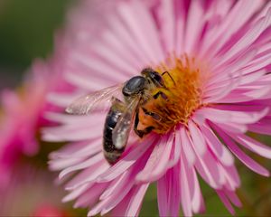 Preview wallpaper bee, flower, field, pollen