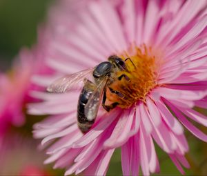 Preview wallpaper bee, flower, field, pollen