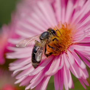 Preview wallpaper bee, flower, field, pollen