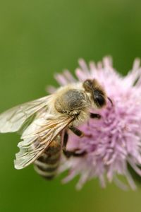 Preview wallpaper bee, flower, flight, insect