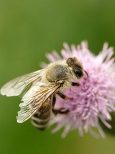 Preview wallpaper bee, flower, flight, insect