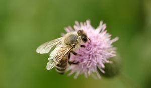 Preview wallpaper bee, flower, flight, insect