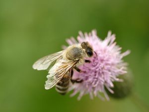 Preview wallpaper bee, flower, flight, insect