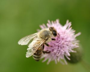 Preview wallpaper bee, flower, flight, insect