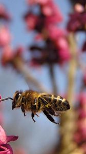 Preview wallpaper bee, flower, flight, pollination