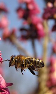 Preview wallpaper bee, flower, flight, pollination