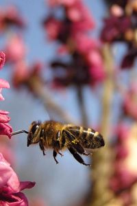 Preview wallpaper bee, flower, flight, pollination