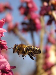 Preview wallpaper bee, flower, flight, pollination