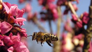 Preview wallpaper bee, flower, flight, pollination