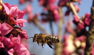 Preview wallpaper bee, flower, flight, pollination