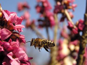 Preview wallpaper bee, flower, flight, pollination