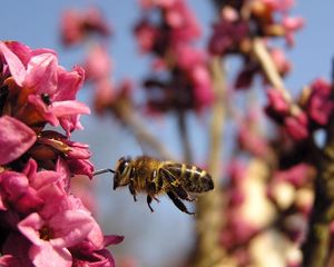 Preview wallpaper bee, flower, flight, pollination