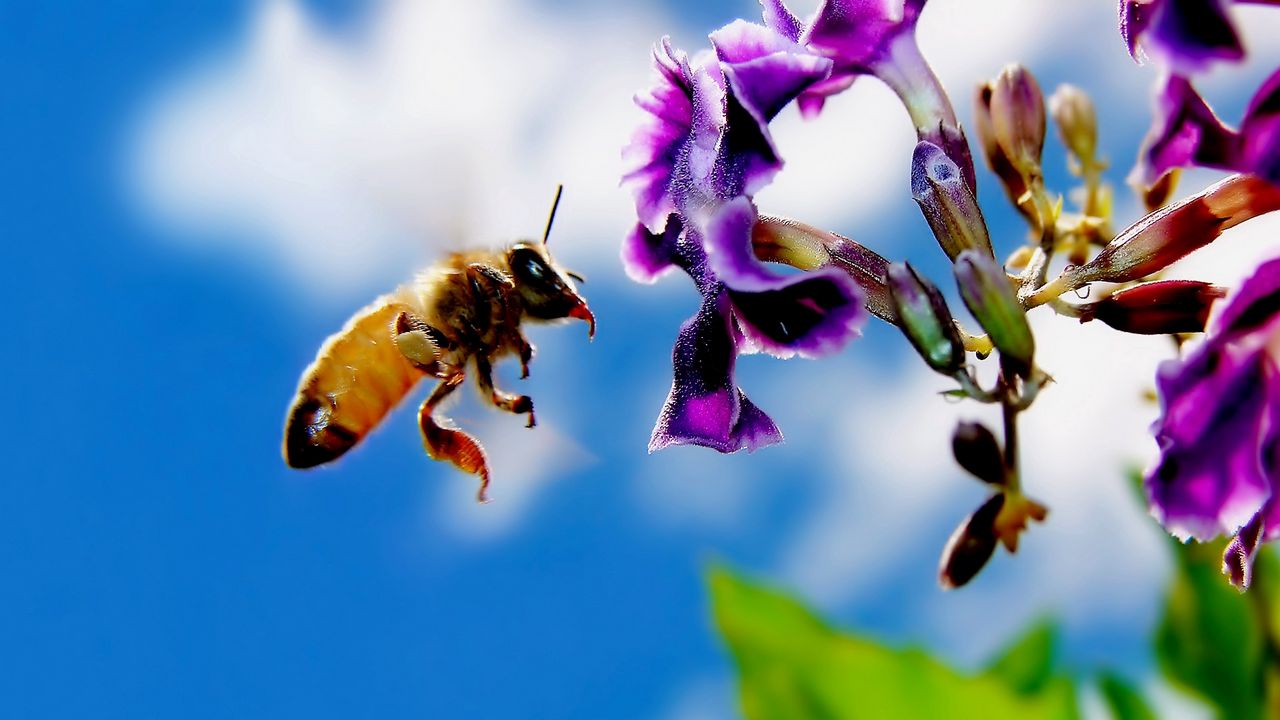 Wallpaper bee, flower, flying, pollination