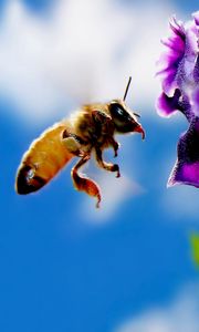 Preview wallpaper bee, flower, flying, pollination