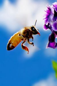 Preview wallpaper bee, flower, flying, pollination