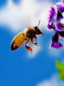 Preview wallpaper bee, flower, flying, pollination