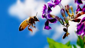 Preview wallpaper bee, flower, flying, pollination