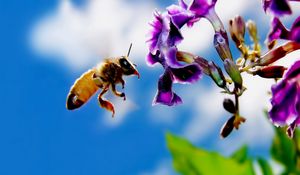 Preview wallpaper bee, flower, flying, pollination