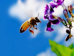 Preview wallpaper bee, flower, flying, pollination