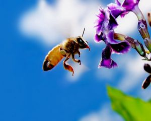 Preview wallpaper bee, flower, flying, pollination