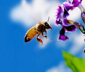 Preview wallpaper bee, flower, flying, pollination