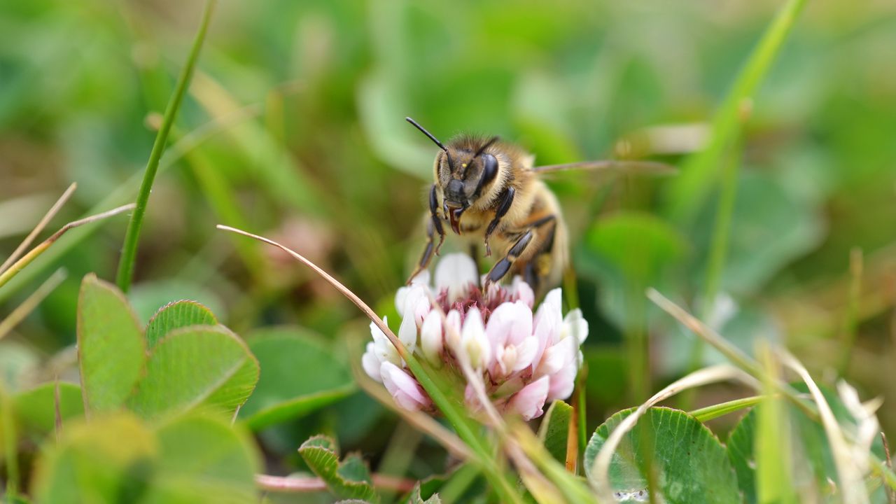 Wallpaper bee, flower, grass, blur, macro