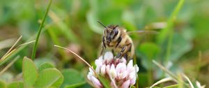 Preview wallpaper bee, flower, grass, blur, macro