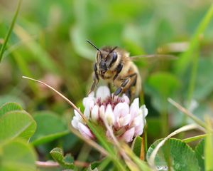 Preview wallpaper bee, flower, grass, blur, macro