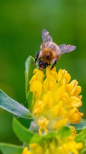 Preview wallpaper bee, flower, inflorescence, yellow, macro