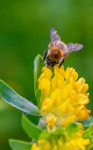 Preview wallpaper bee, flower, inflorescence, yellow, macro