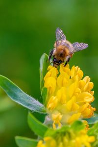 Preview wallpaper bee, flower, inflorescence, yellow, macro