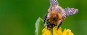 Preview wallpaper bee, flower, inflorescence, yellow, macro