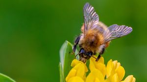 Preview wallpaper bee, flower, inflorescence, yellow, macro