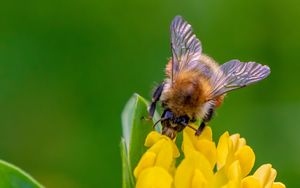 Preview wallpaper bee, flower, inflorescence, yellow, macro