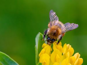 Preview wallpaper bee, flower, inflorescence, yellow, macro